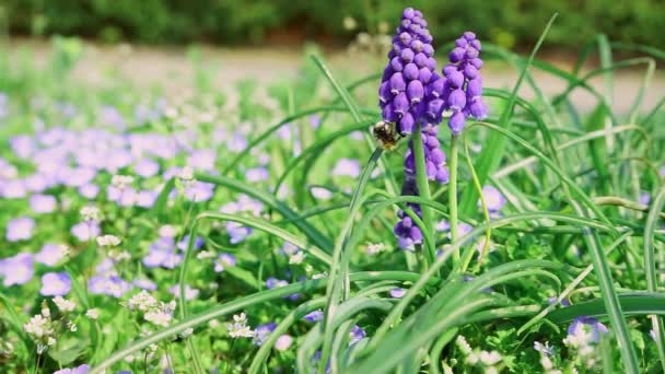 Une abeille recueille le pollen d'une fleur sur un champ — Video