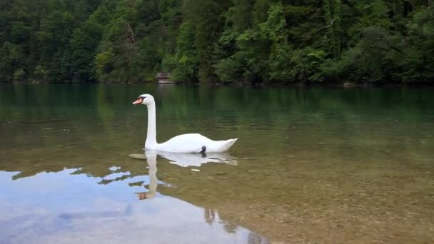 Un cygne blanc flotte sur le lac . — Video