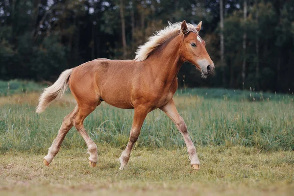 夏の畑に小さな赤い子馬 — ストック写真