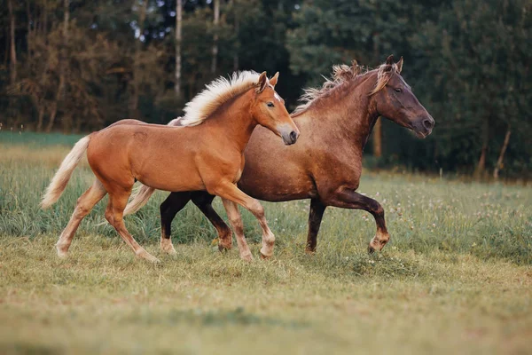 馬と夏の畑に彼女の子馬 — ストック写真