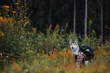 Bir sırt çantası ile bir turist gibi Kuzey köpek