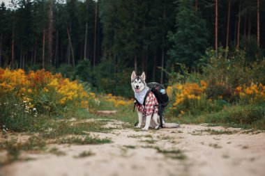Bir sırt çantası ile bir turist gibi Kuzey köpek