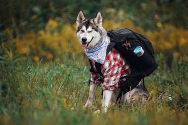 Northern dog like a tourist with a backpack clipart
