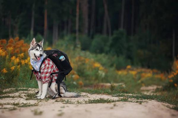Northern dog like a tourist with a backpack