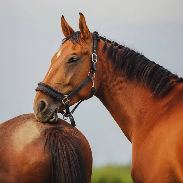 Portrait Dozing Bay Horse — Stock Photo, Image