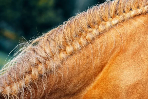 Golden Horse Mane — Stock Photo, Image