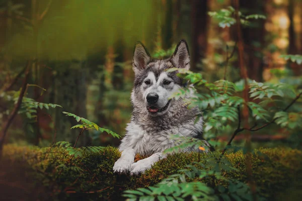 Pies Spacery Lesie Jak Wilk — Zdjęcie stockowe