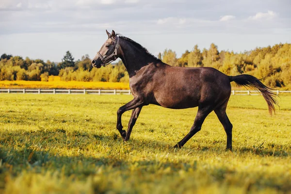 Сірий Кінь Збирається Вздовж Зеленої Трави Заході Сонця — стокове фото