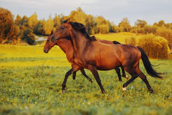 Två Bay Hästar Galopp Längs Det Gröna Gräset Vid Solnedgången — Stockfoto