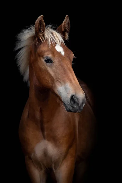 Portret Van Een Rode Veulen Een Zwarte Achtergrond — Stockfoto