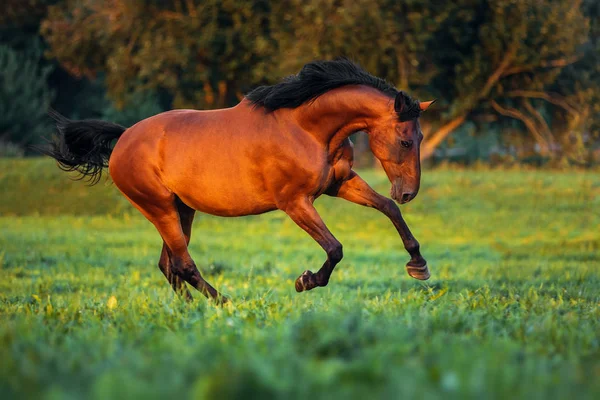 夕焼けで緑の芝生に沿って馬競馬 — ストック写真