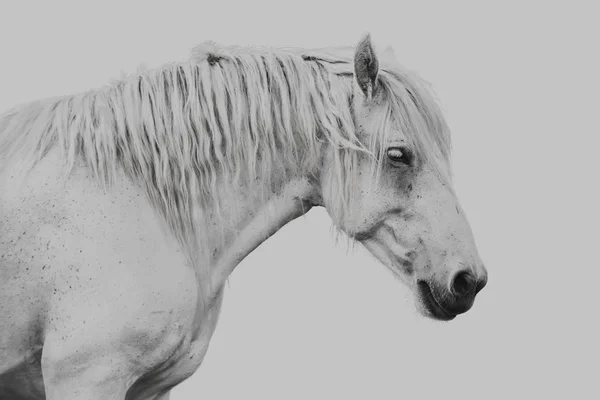 Gri bir arka plan gri bir atı portresi