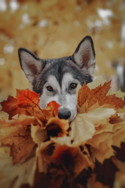 Hund Herbst Gelbe Blätter — Stockfoto