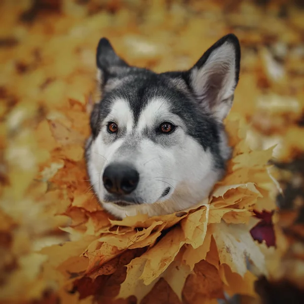 Dog Autumn Yellow Leaves — Stock Photo, Image