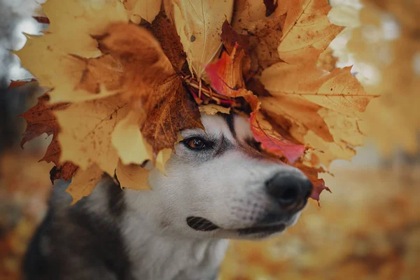 秋の黄色に犬を葉します — ストック写真