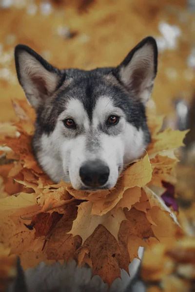 Dog in autumn yellow leaves