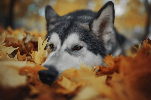 Perro Otoño Hojas Amarillas —  Fotos de Stock