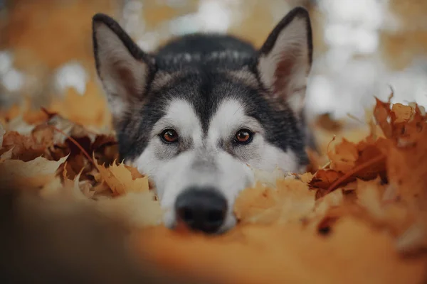 Pies Jesienią Żółte Liście — Zdjęcie stockowe