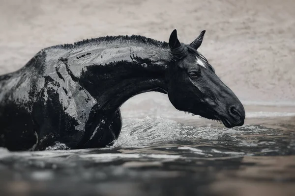 Schwarzes Pferd Wasser Wie Schwarzes Gold — Stockfoto