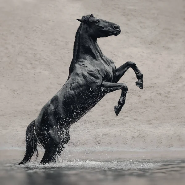 Black Horse Water Black Gold — Stock Photo, Image