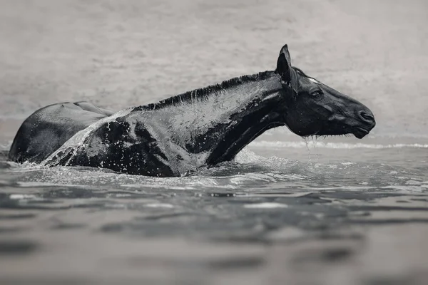 Черная Лошадь Воде Черное Золото — стоковое фото