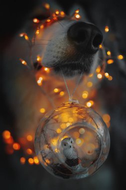 Dog with Christmas bauble clipart