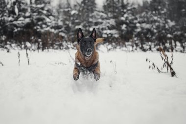 Belçika çoban Malinois portresi