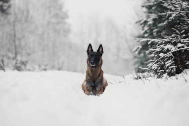 Belçika çoban Malinois portresi