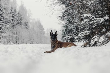 Belçika çoban Malinois portresi