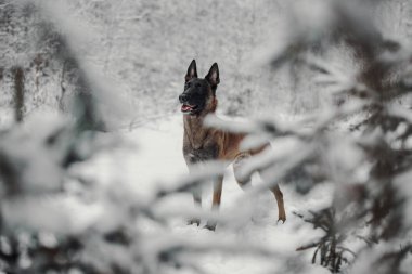 Belçika çoban Malinois portresi