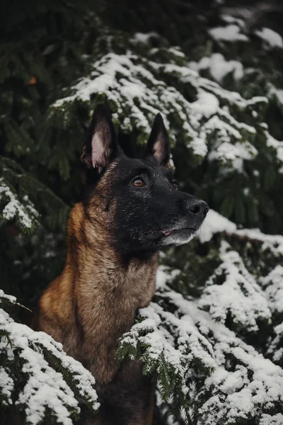 Portrait Berger Belge Malinois — Photo