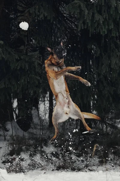 Portret Owczarek Belgijski Malinois — Zdjęcie stockowe