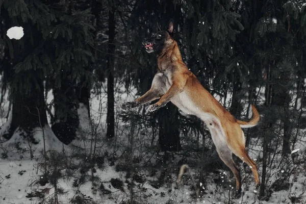 벨기에 양치기 Malinois의 초상화 — 스톡 사진