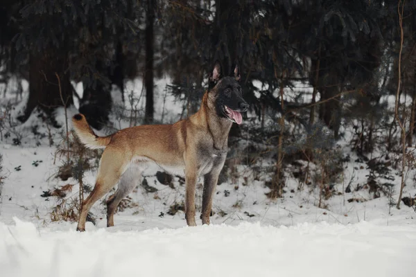 Portret Owczarek Belgijski Malinois — Zdjęcie stockowe