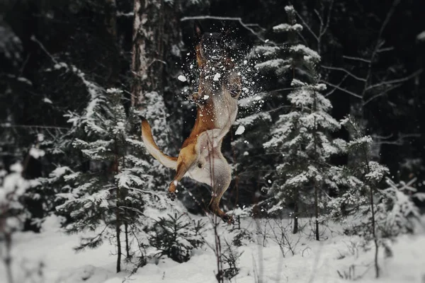 Portrét Belgický Ovčák Malinois — Stock fotografie