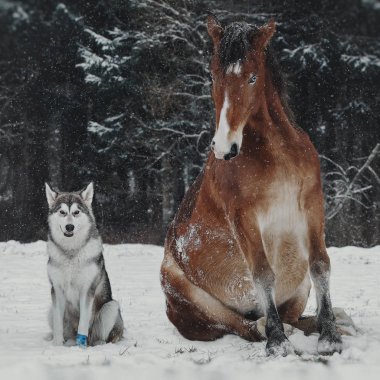 Winter portrait of red horse and dog clipart