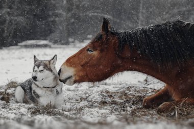 Winter portrait of red horse and dog clipart