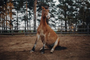 Defne at kuma oturur