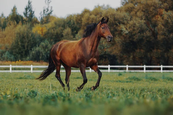 Defne at alanın karşısındaki dörtnala