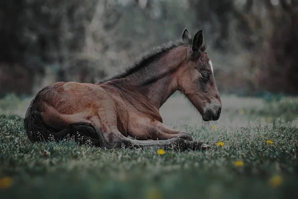Foal Lying Grass — Stock Photo, Image