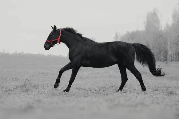 Zwart Wit Paard Galop Het Veld — Stockfoto