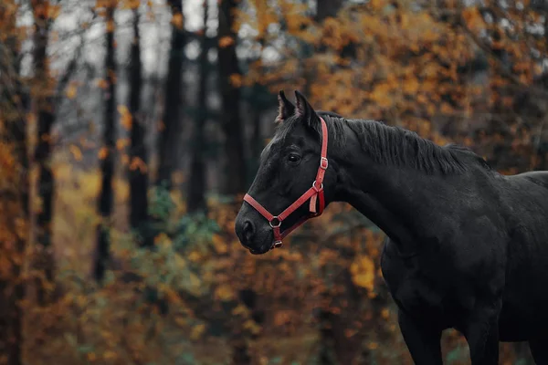 Portrait Black Horse — Stock Photo, Image