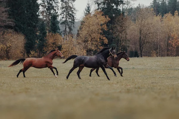 3頭の馬が群れで実行します — ストック写真