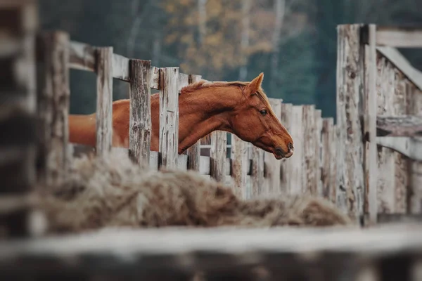 Portrait Red Horse — Stock Photo, Image
