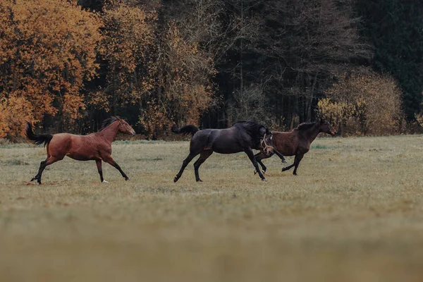 Três Cavalos Correm Rebanho — Fotografia de Stock