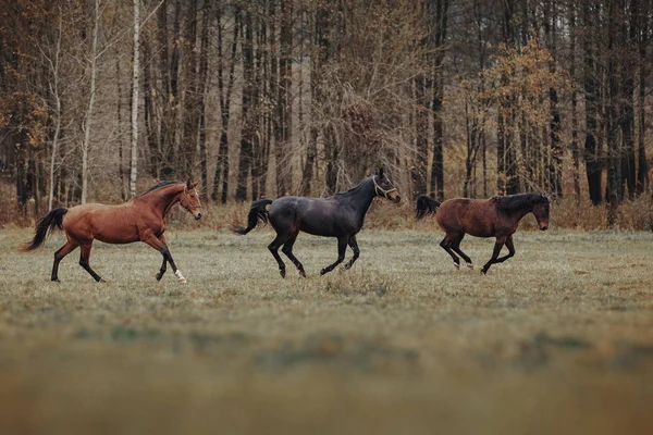 Três Cavalos Correm Rebanho — Fotografia de Stock