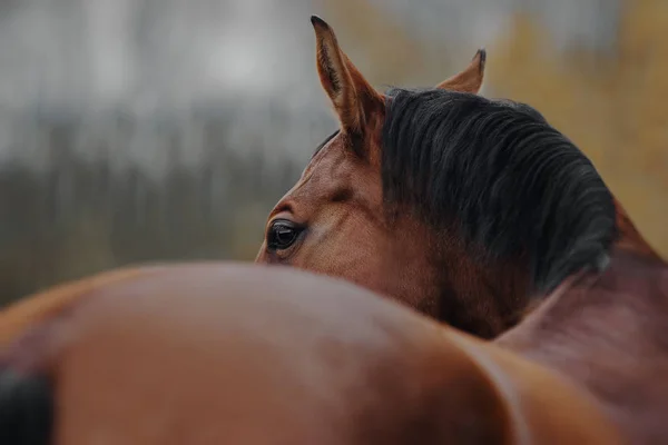 Koń Gniady Galopujący Polu — Zdjęcie stockowe
