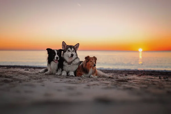 Tre Cani Riva Mare Tramonto — Foto Stock