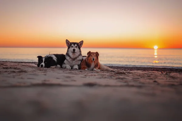 Trzy Psy Zachód Słońca Nad Morzem — Zdjęcie stockowe