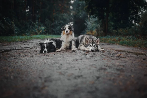 Tres Perros Mojados Sendero Forestal —  Fotos de Stock